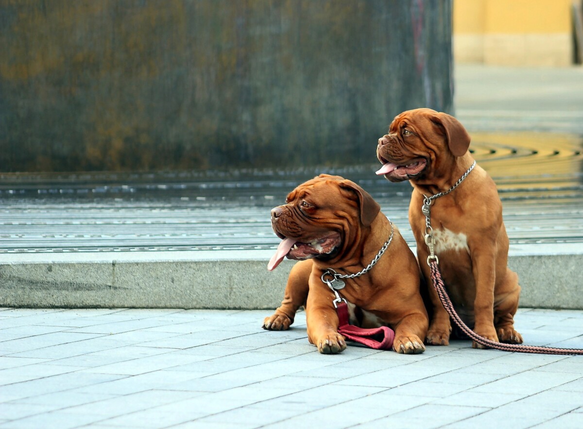 Alimentazione del cane di grossa taglia